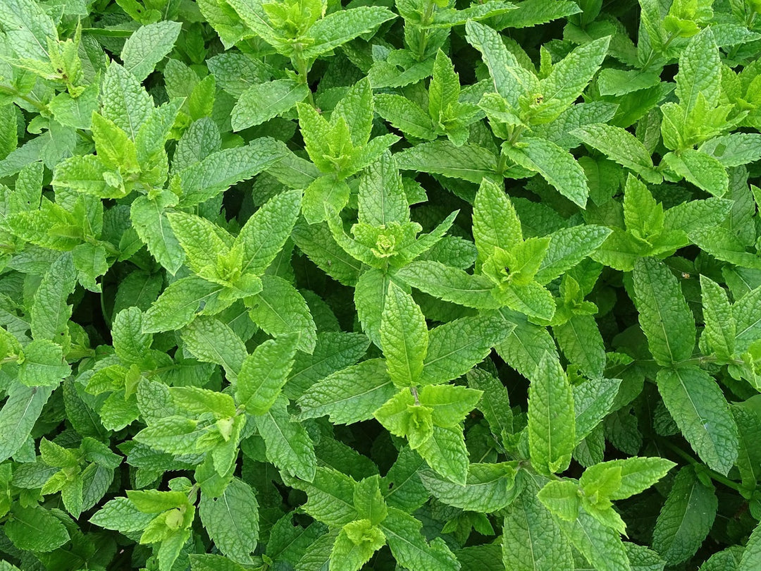 Jarabe de Menta para café: Ideas para Diferenciar tu Cafetería